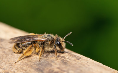 Andrena humilis - Paardenbloembij 