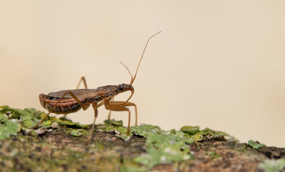 Nabis rugosus / Roodbruine sikkelwants