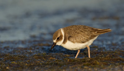 Wilson's plover / Dikbekplevier 