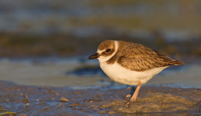 Wilson's plover / Dikbekplevier 