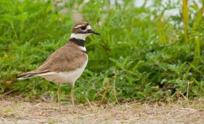 Killdeer / Killdeerplevier