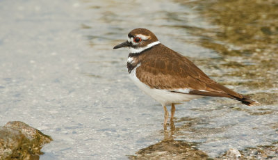 Killdeer / Killdeerplevier