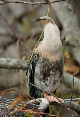 Anhinga / Amerikaanse Slangenhalsvogel 