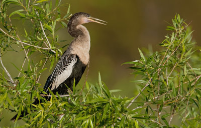 Anhinga / Amerikaanse Slangenhalsvogel 