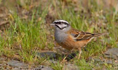 Rock bunting / Grijze gors