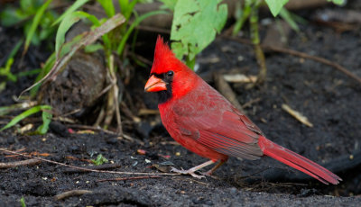 Red cardinal / Rode cardinaal