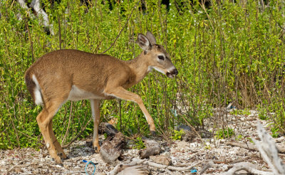 Key deer / Key hert