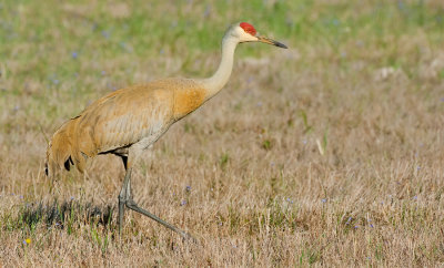 Sandhill Crane / Prairie kraanvogel