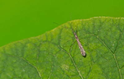 Empicoris rubromaculatus / Schaarse muggenwants 