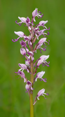 Orchis simia / Aapjesorchis 