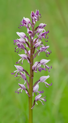 Orchis simia / Aapjesorchis 
