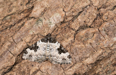 Xanthorhoe fluctuata / Zwartbandspanner