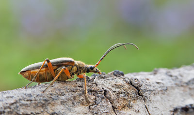 Stenocorus meridianus / Slanke schouderboktor