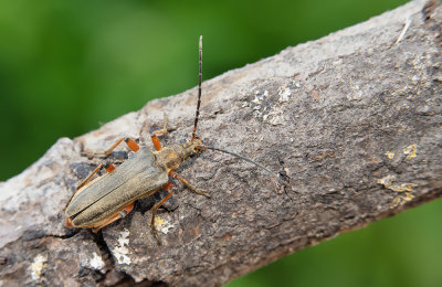 Stenocorus meridianus / Slanke schouderboktor