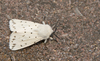 White Ermine / Witte tijger