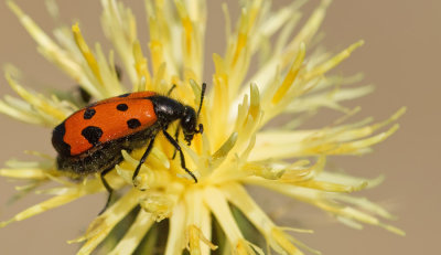 Mylabris quadripunctata