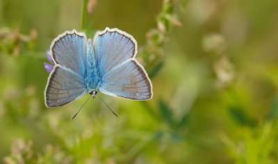 Meleager's blue / Getand blauwtje