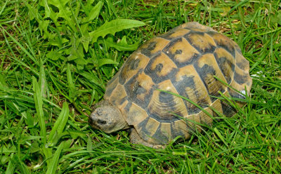 Eastern Hermann's Tortoise / Oostelijke Griekse landschildpad