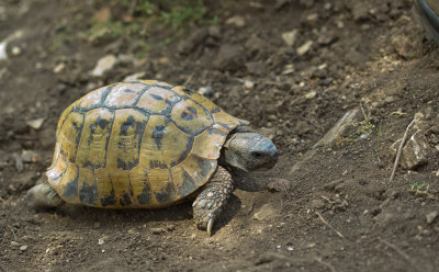 Eastern Hermann's Tortoise / Oostelijke Griekse landschildpad