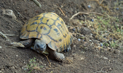 Eastern Hermann's Tortoise / Oostelijke Griekse landschildpad