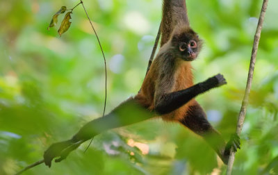 Geoffroy's spider monkey / Zwarthandslingeraap