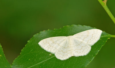 Scopula floslactata / Roomkleurige stipspanner