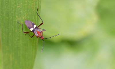 Hypselonotus interruptus