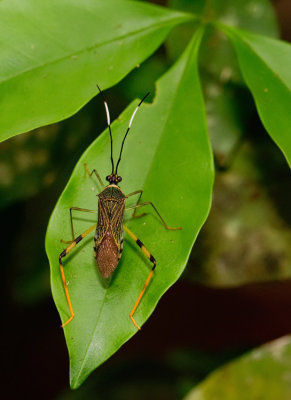 Petalops thoracicus