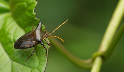 Peromatus cf. notatus