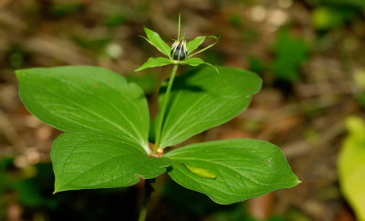 Paris quadrifolia / Eenbes