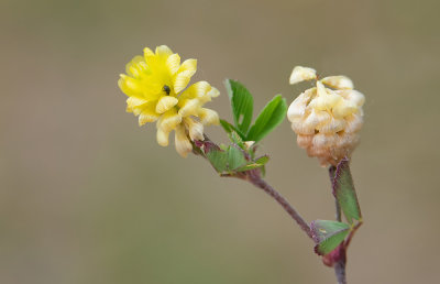 Trifolium campestre / Liggende klaver