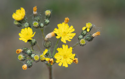 Pilosella piloselloides / Grijs havikskruid 