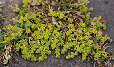 Herniaria glabra / Kaal breukkruid 
