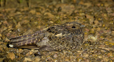 Blackish Nightjar / Roetnachtzwaluw