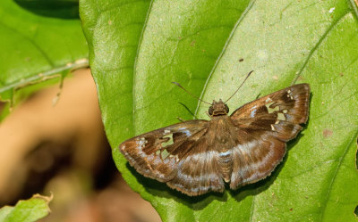 Common blue-skipper / Quadrus cerialis