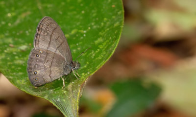 Hermeuptychia hermes