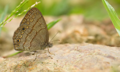 Hermeuptychia hermes