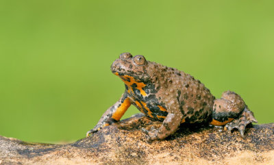 Yellow bellied toad / Geelbuikvuurpad