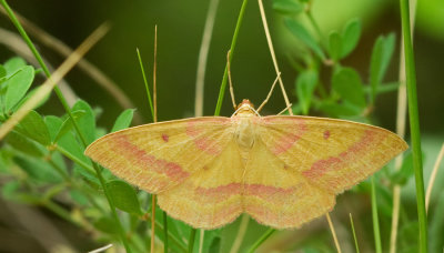 Rhodostrophia discopunctata