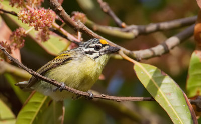 Yellow-fronted tinkerbird / Geelvoorhoofdketellapper 