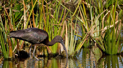 Glossy ibis / Zwarte ibis