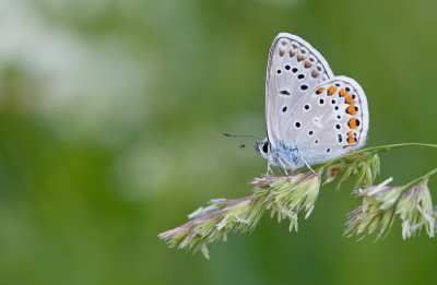 False eros blue / Bremblauwtje