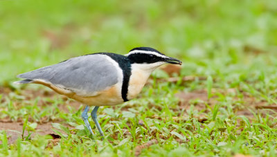 Egyptian plover / Krokodilwachter