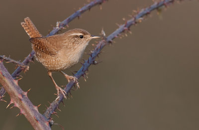 Wren / Winterkoning