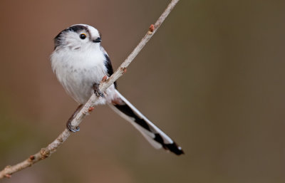 Long-tailed tit / Staartmees