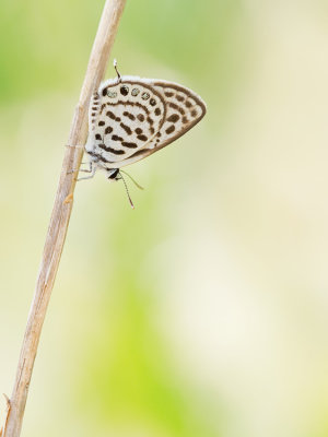 Little tiger blue / Klein christusdoornblauwtje