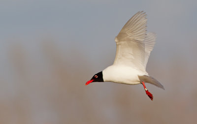 Mediterranean Gull / Zwartkopmeeuw 