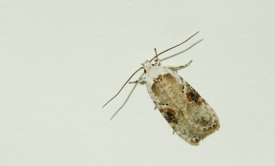 Agonopterix alstromeriana / Blauwvlekkaartmot