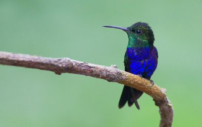 Fork-tailed Woodnymph / Vorkstaartbosnimf 