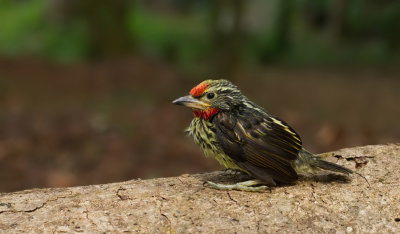 Black-spotted Barbet / Zwarte baardvogel